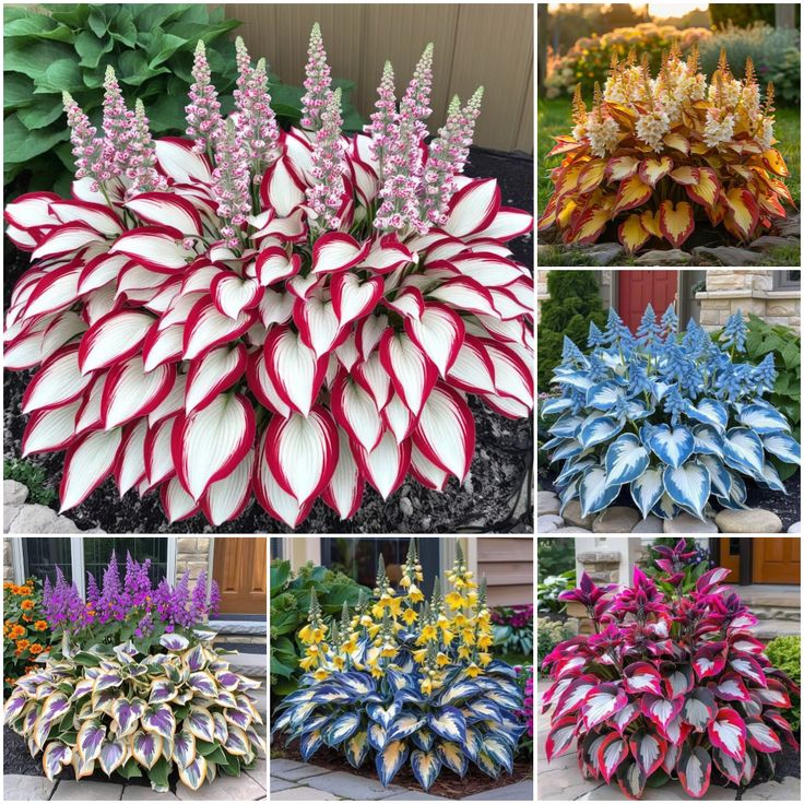 🔥 Hosta Flower Seeds + Organic Pot mix Free (Direct From Japan)
