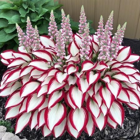 🔥 Hosta Flower Seeds + Organic Pot mix Free (Direct From Japan)